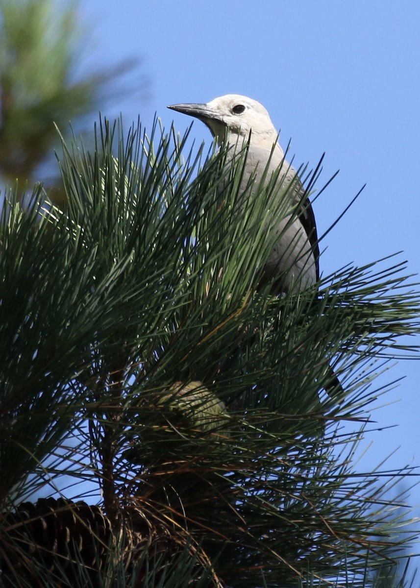 Clark's Nutcracker - Steve Rovell