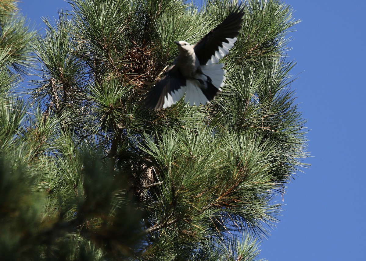 Clark's Nutcracker - Steve Rovell