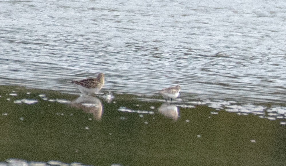 Semipalmated Sandpiper - ML610080692