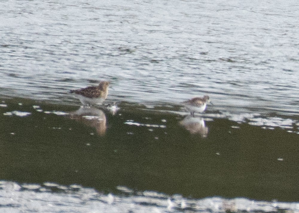 Semipalmated Sandpiper - ML610080693