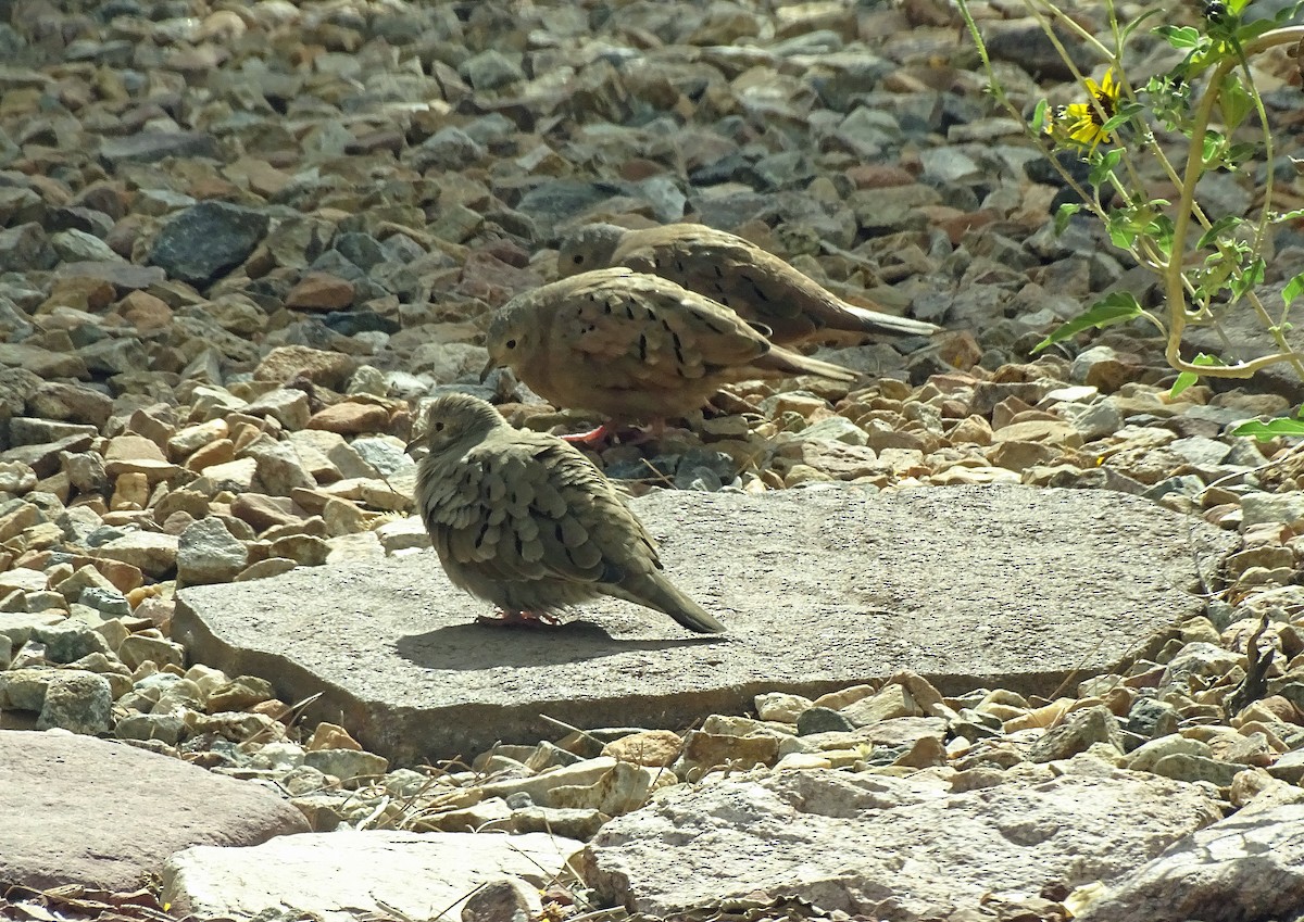 Ruddy Ground Dove - ML610080720