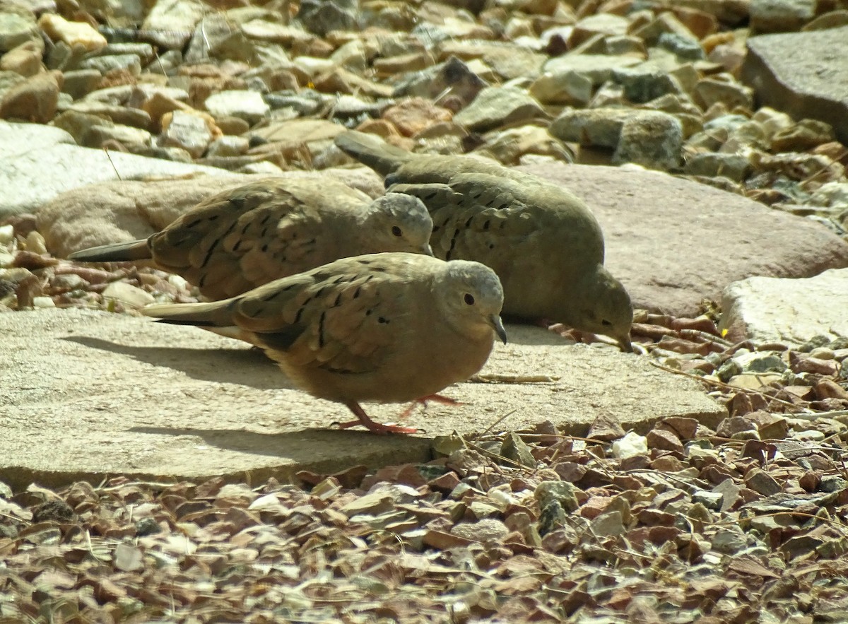 Ruddy Ground Dove - Robert Behrstock