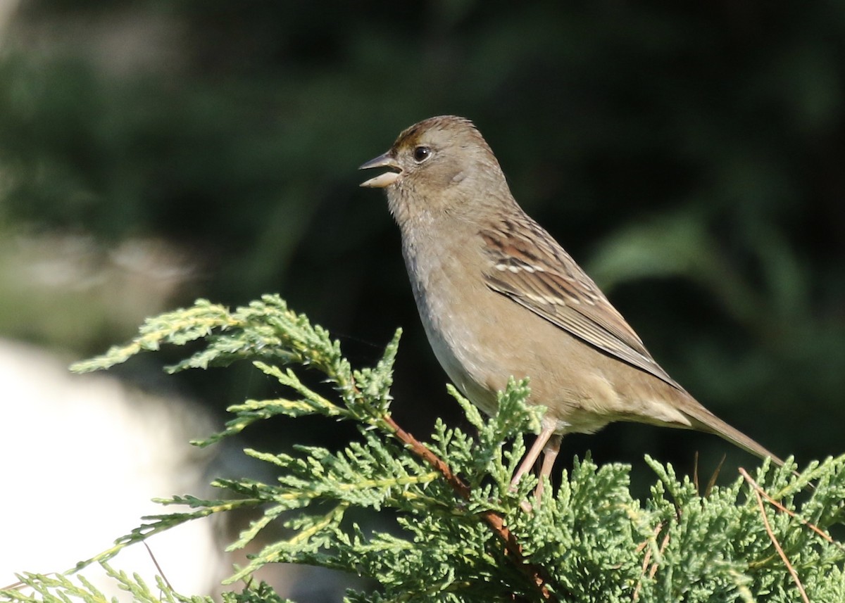 Golden-crowned Sparrow - Steve Rovell