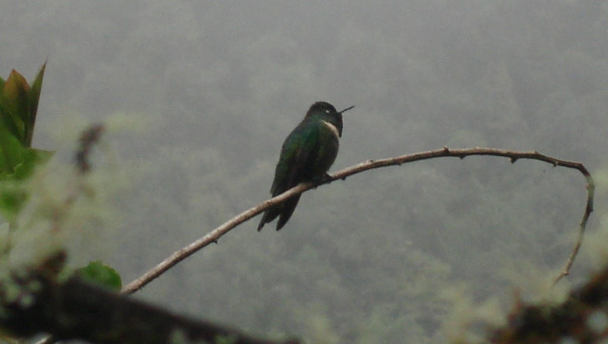 Amethyst-throated Sunangel - Raúl Ramírez Pozo