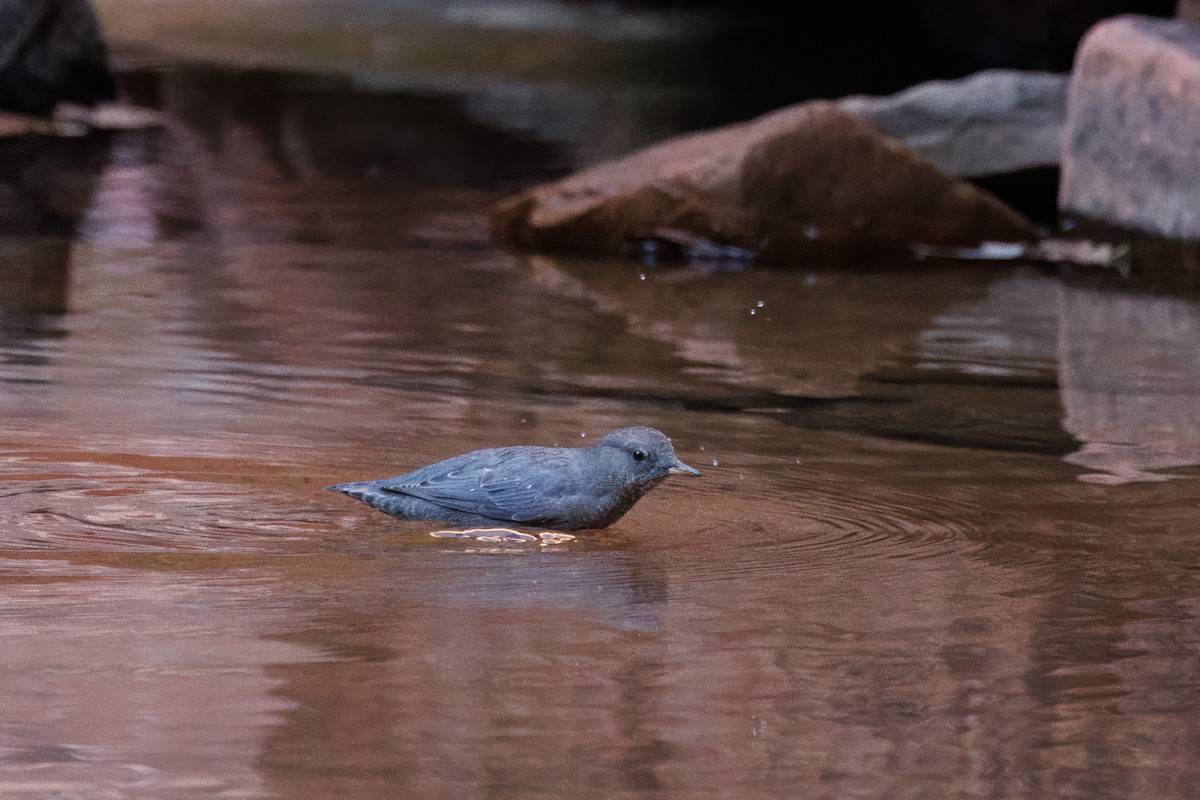 American Dipper - John Callender