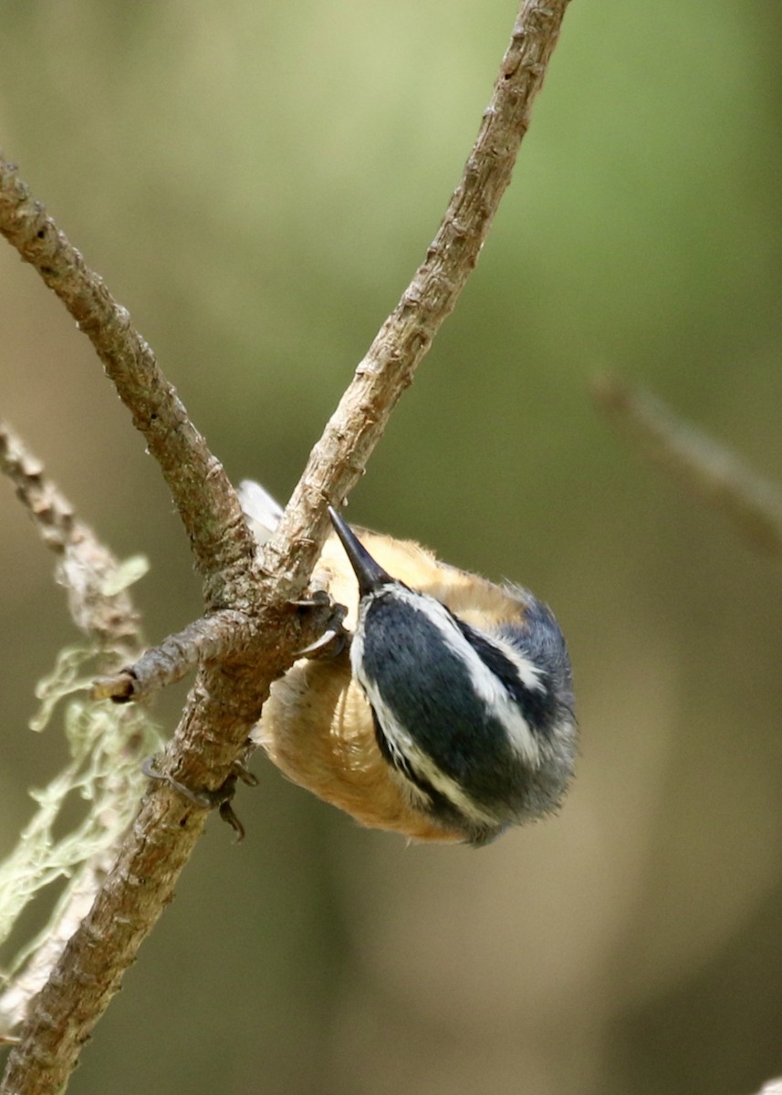 Red-breasted Nuthatch - Steve Rovell