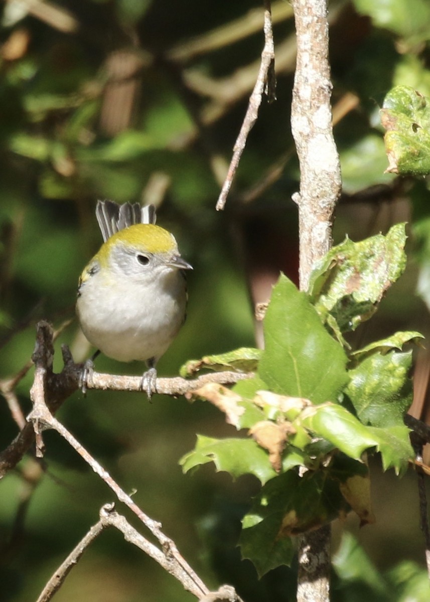 Chestnut-sided Warbler - ML610080798