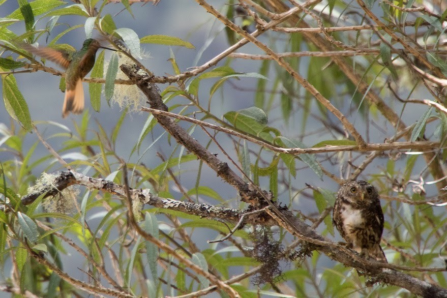 Yungas Pygmy-Owl - ML610080800