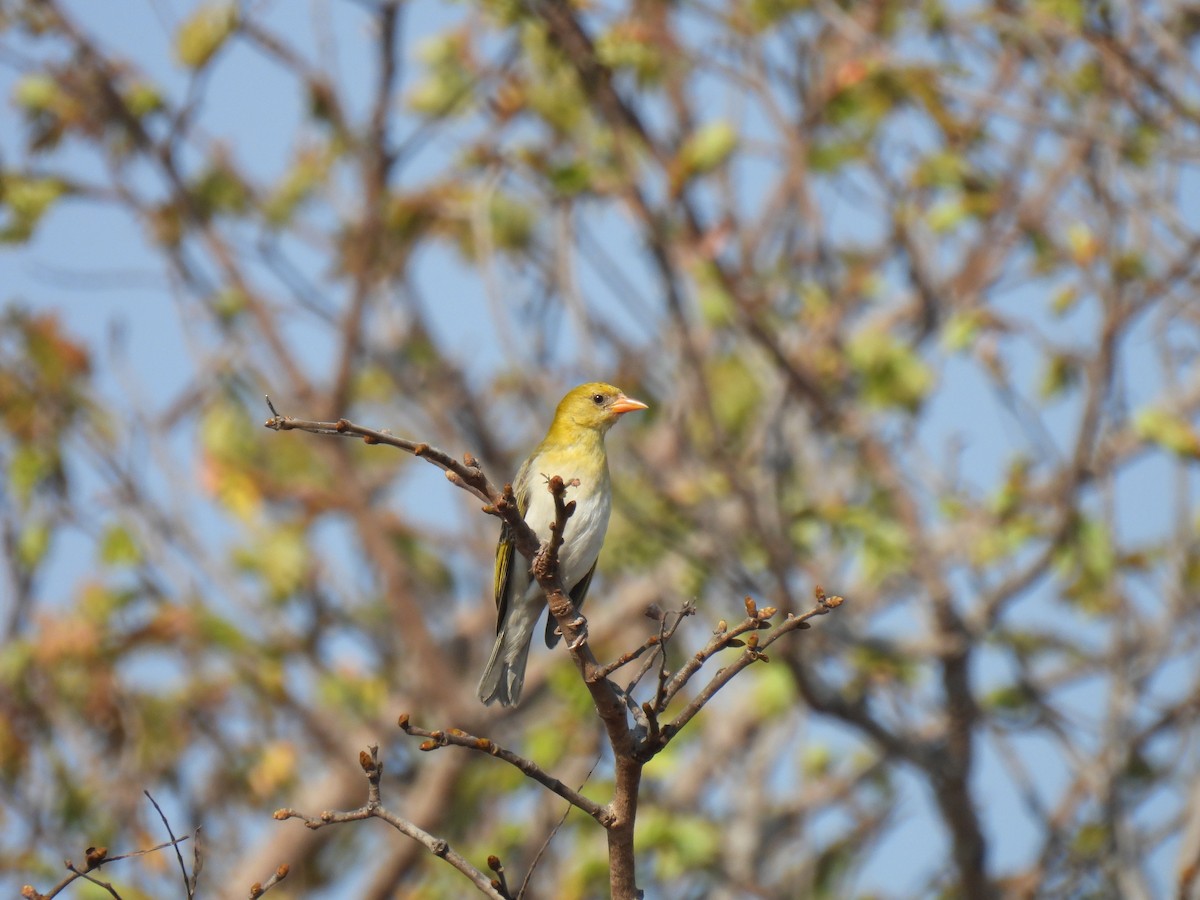 Red-headed Weaver (Southern) - ML610080828