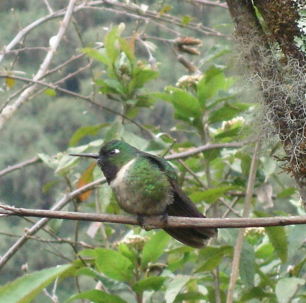 Colibrí Gorjiamatista (grupo amethysticollis) - ML610080876