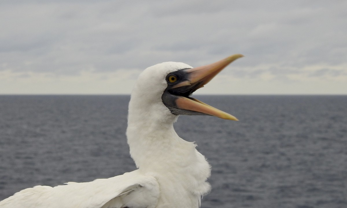 Nazca Booby - ML610080895