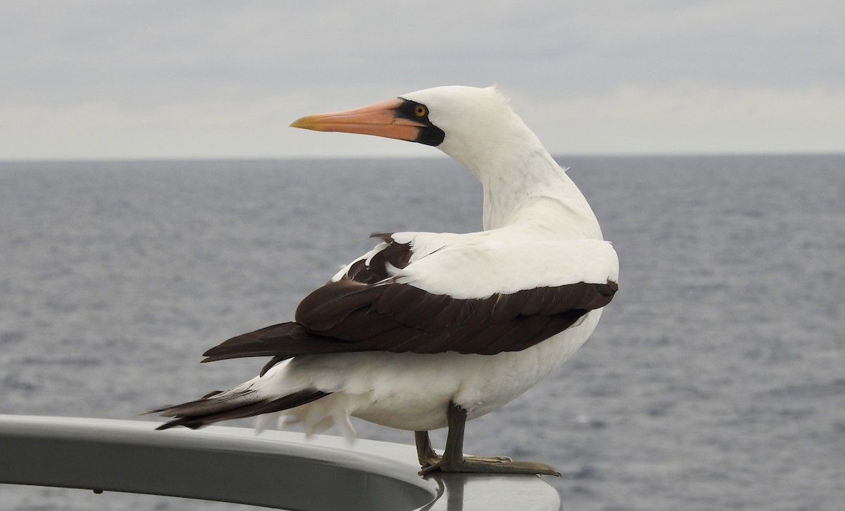 Nazca Booby - ML610080896