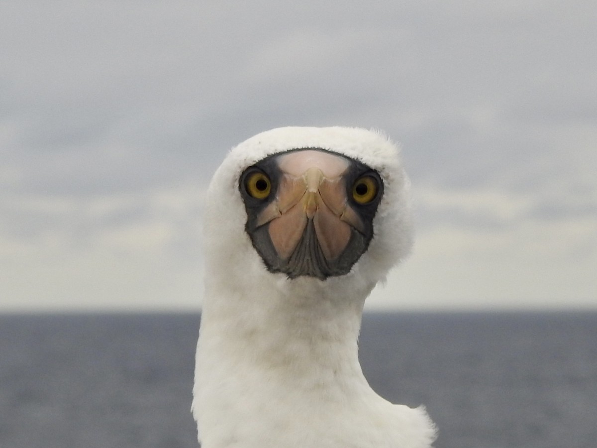 Nazca Booby - ML610080897