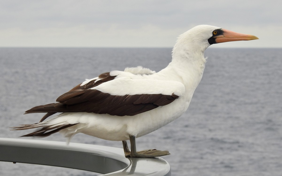 Nazca Booby - ML610080899