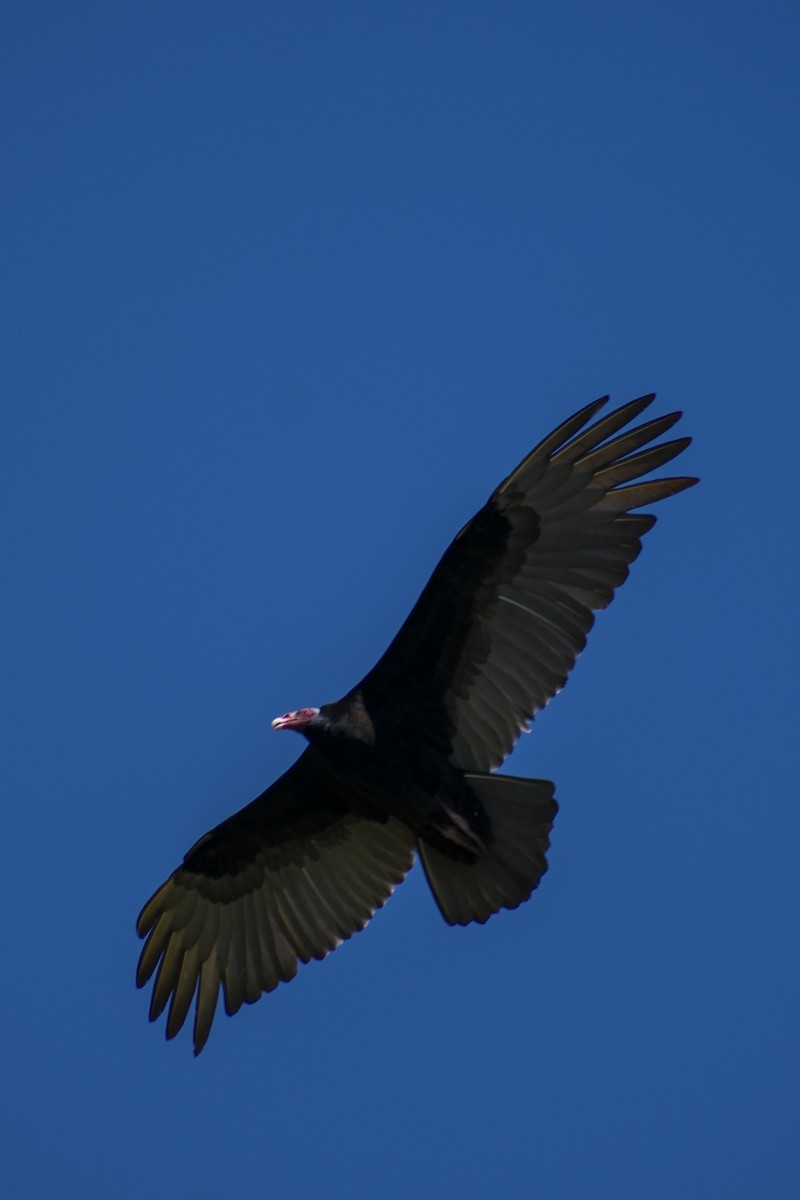 Turkey Vulture - ML610080941