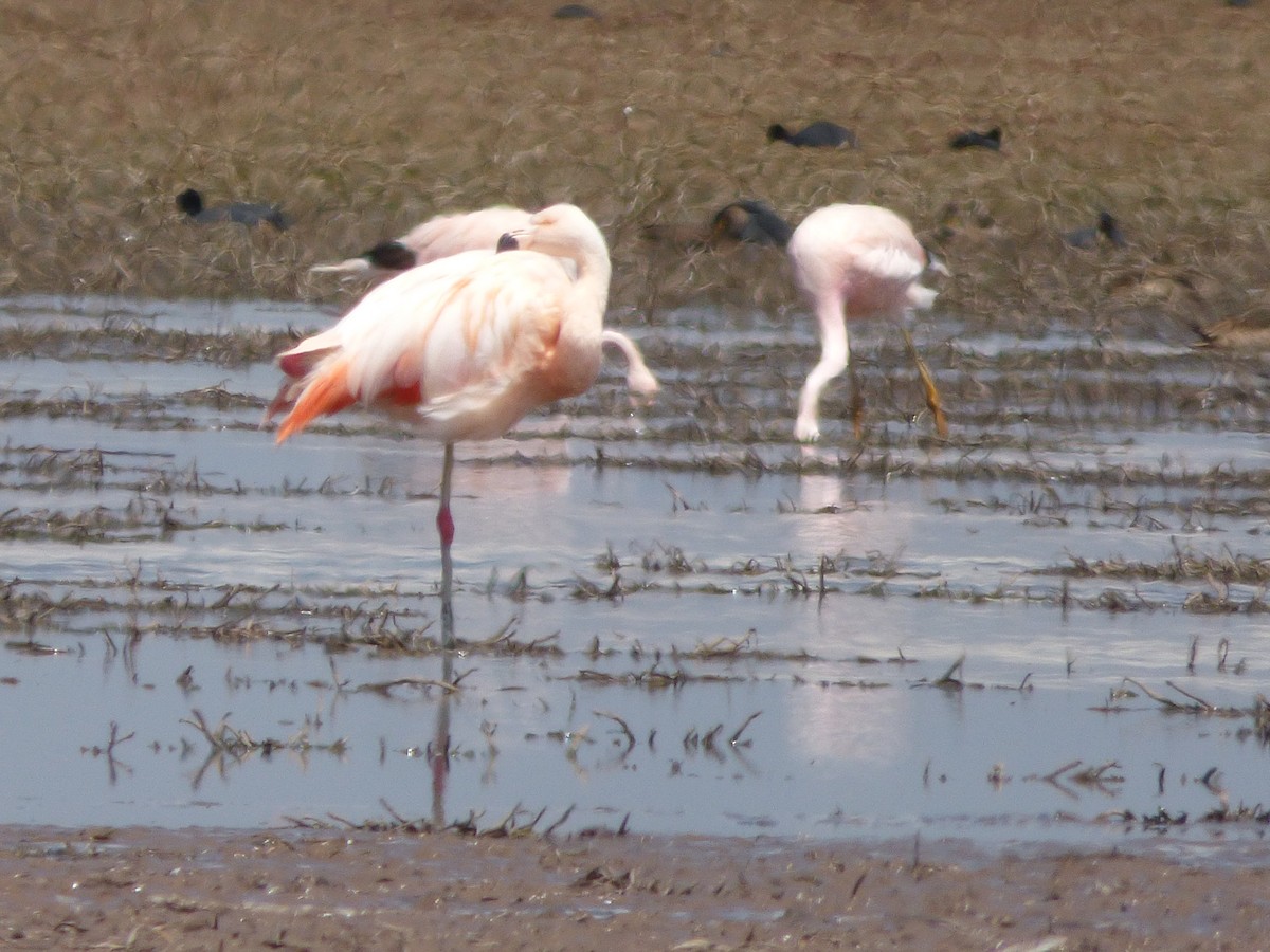 Chilean Flamingo - Pamela Jenny Carvajal Bacarreza