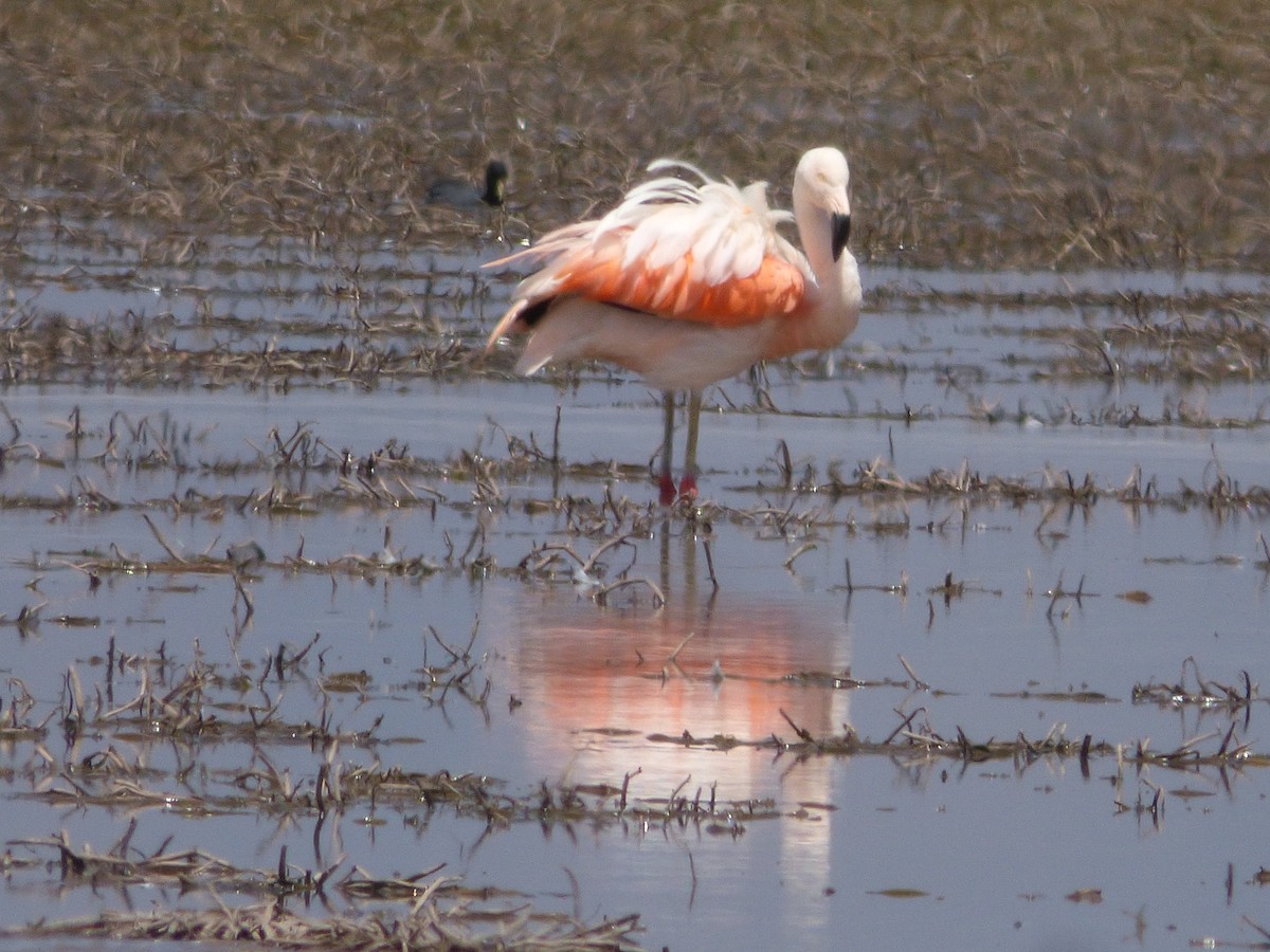 Chilean Flamingo - Pamela Jenny Carvajal Bacarreza