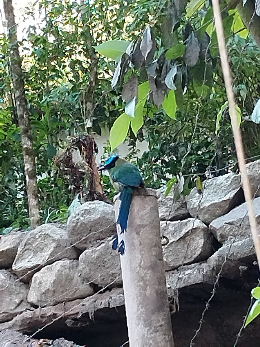 Motmot d'Équateur - ML610081091