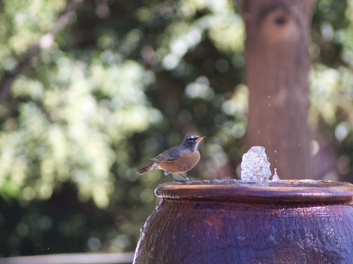 American Robin - ML610081095