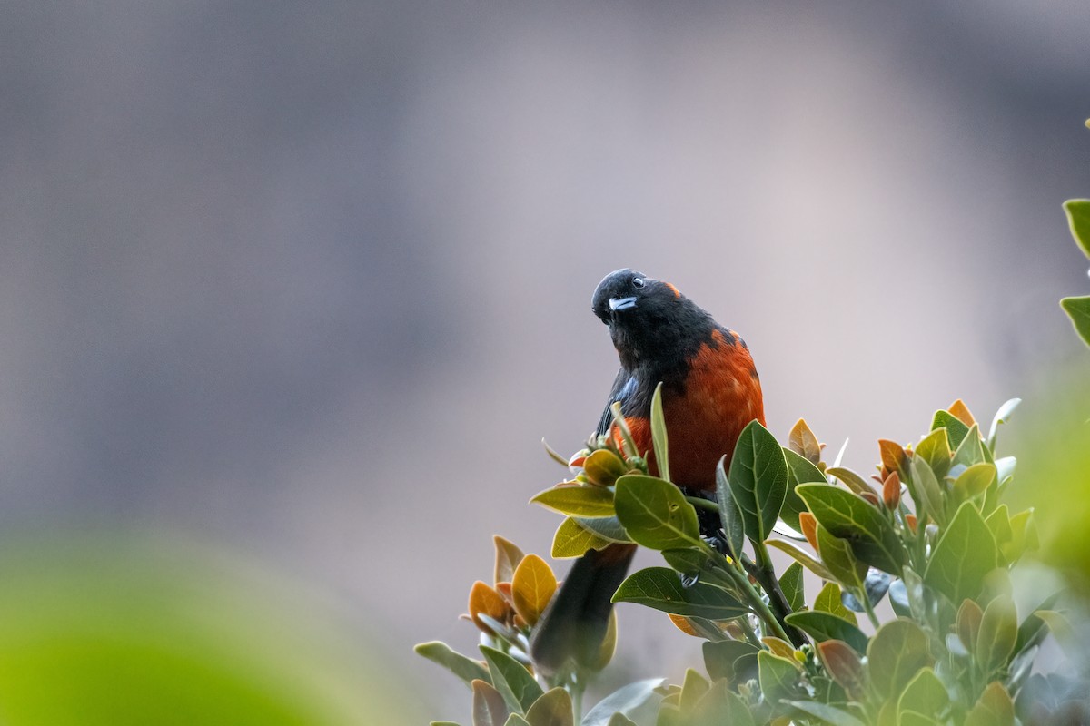 Scarlet-bellied Mountain Tanager - Michael Herrera