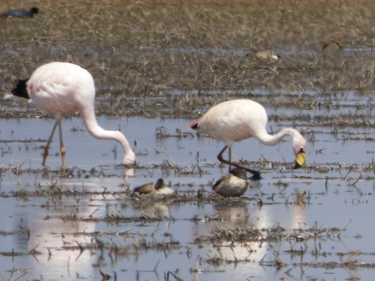 James's Flamingo - ML610081198