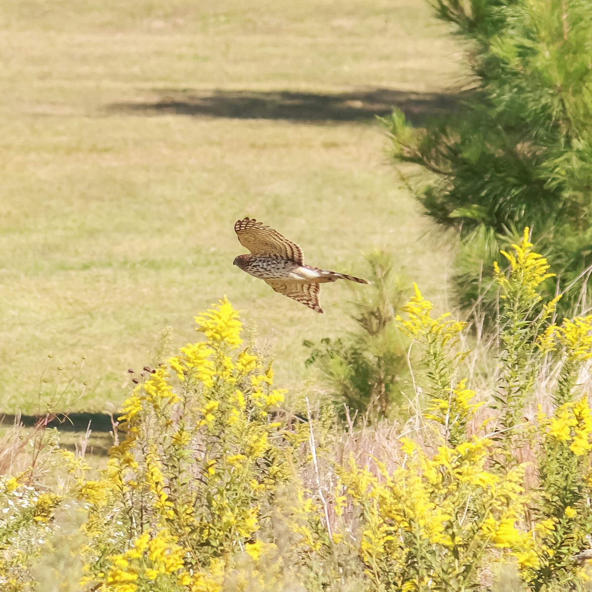 Cooper's Hawk - ML610081318