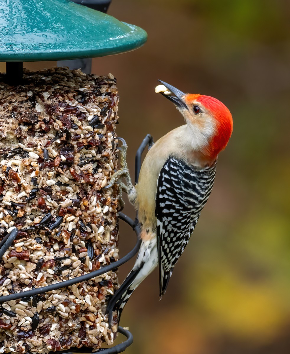 Red-bellied Woodpecker - ML610081319