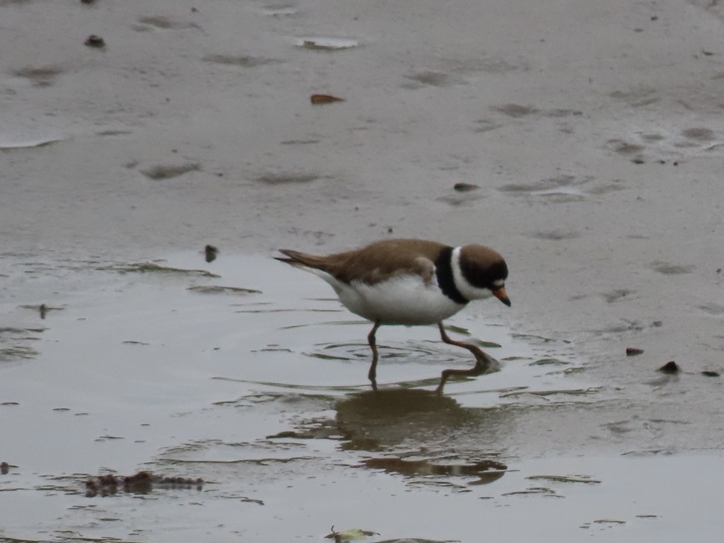 Semipalmated Plover - ML610081335
