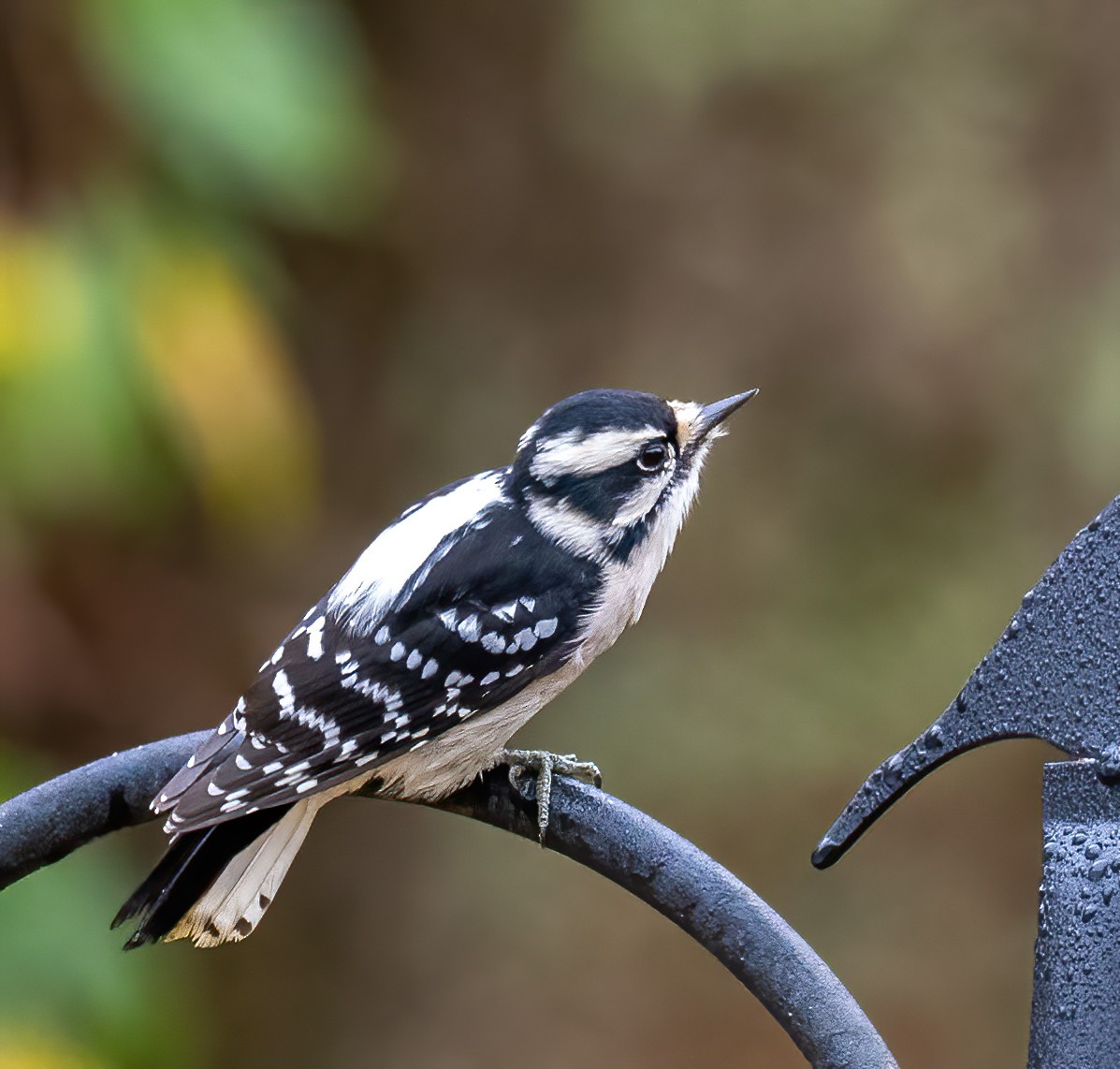 Downy Woodpecker - ML610081372