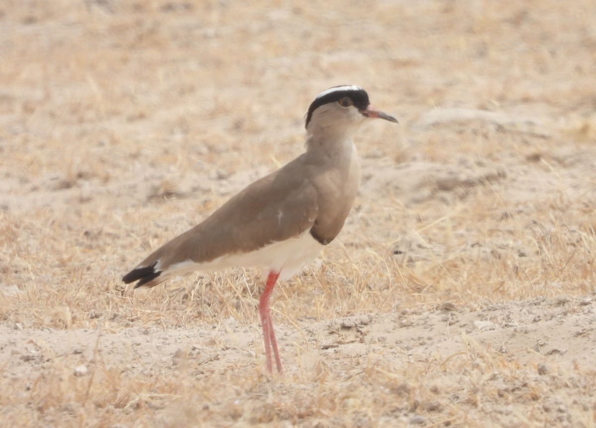 Crowned Lapwing - ML610081415