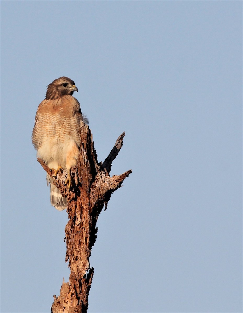 Red-shouldered Hawk - Lydia Friedland