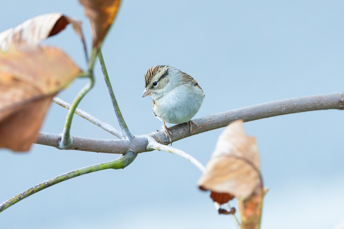 Chipping Sparrow - ML610081570