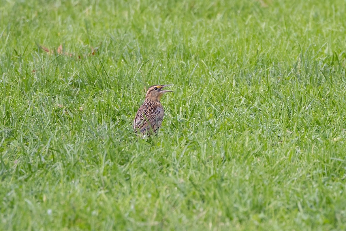 Eastern Meadowlark - ML610081589