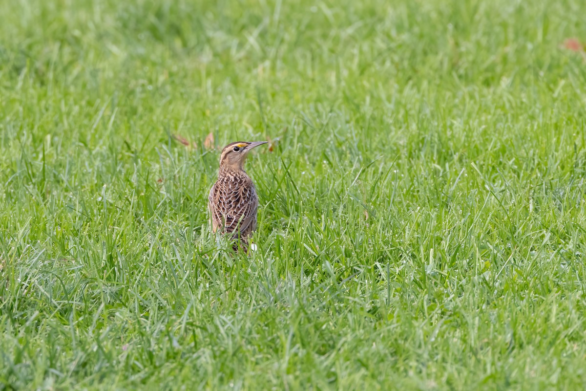 Eastern Meadowlark - ML610081590