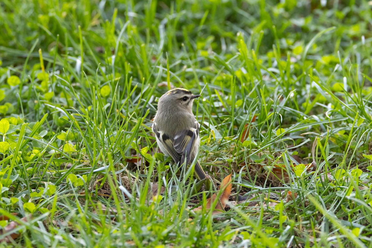 Golden-crowned Kinglet - ML610081669