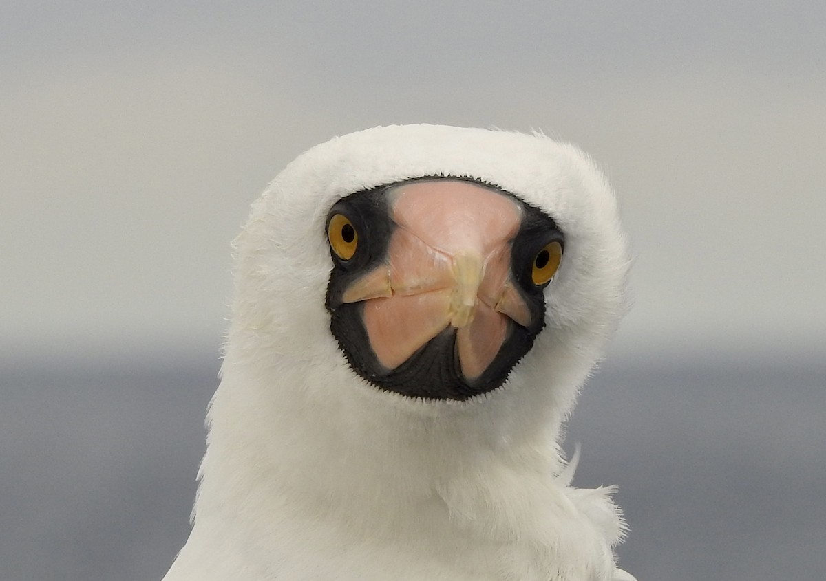 Nazca Booby - ML610081676