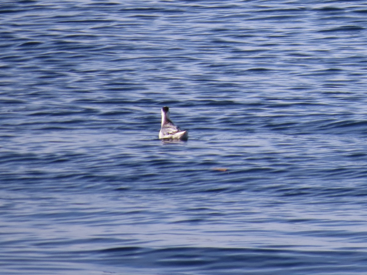 Улаан сэлээхэй - ML610081743