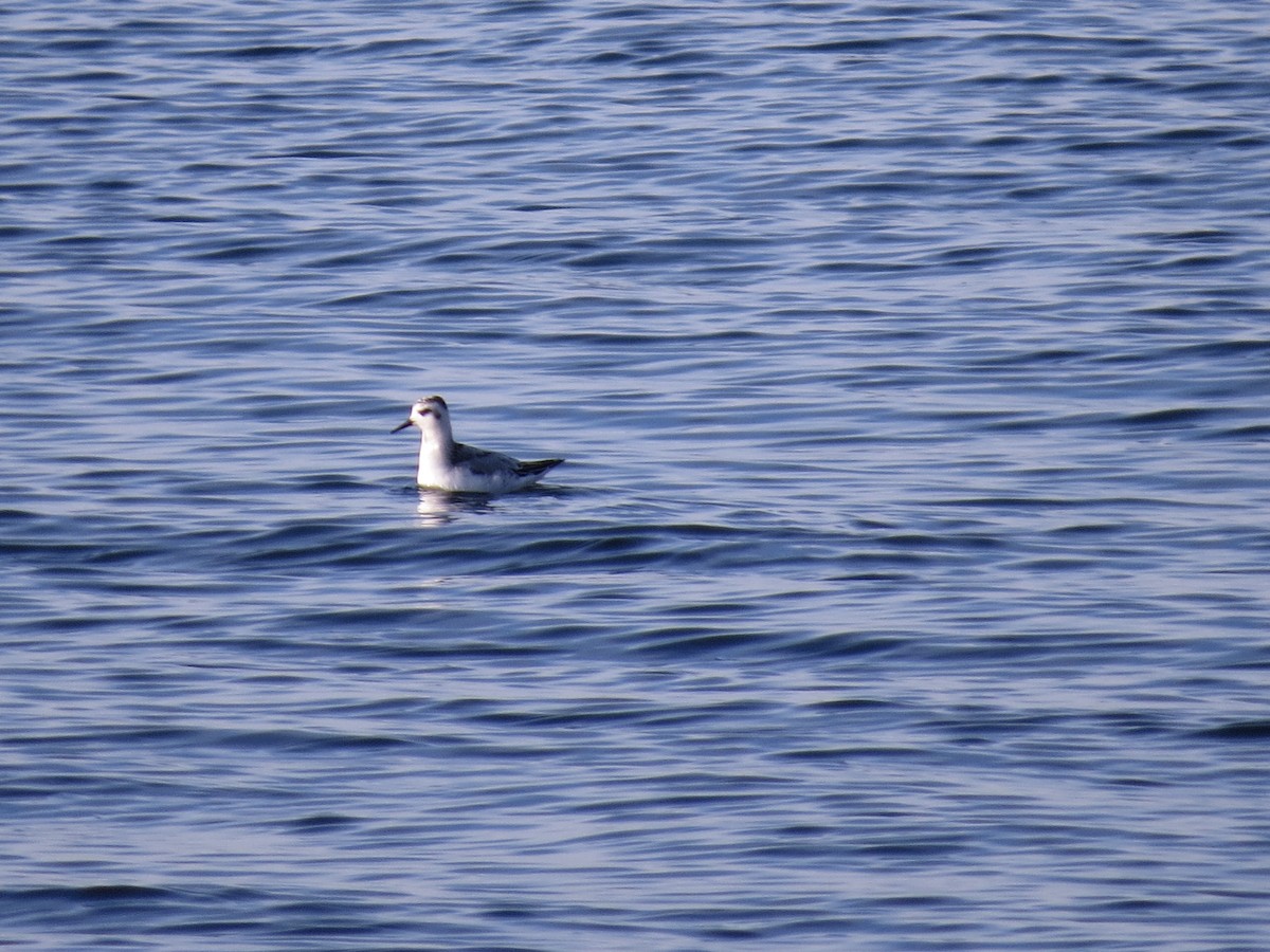 Улаан сэлээхэй - ML610081744