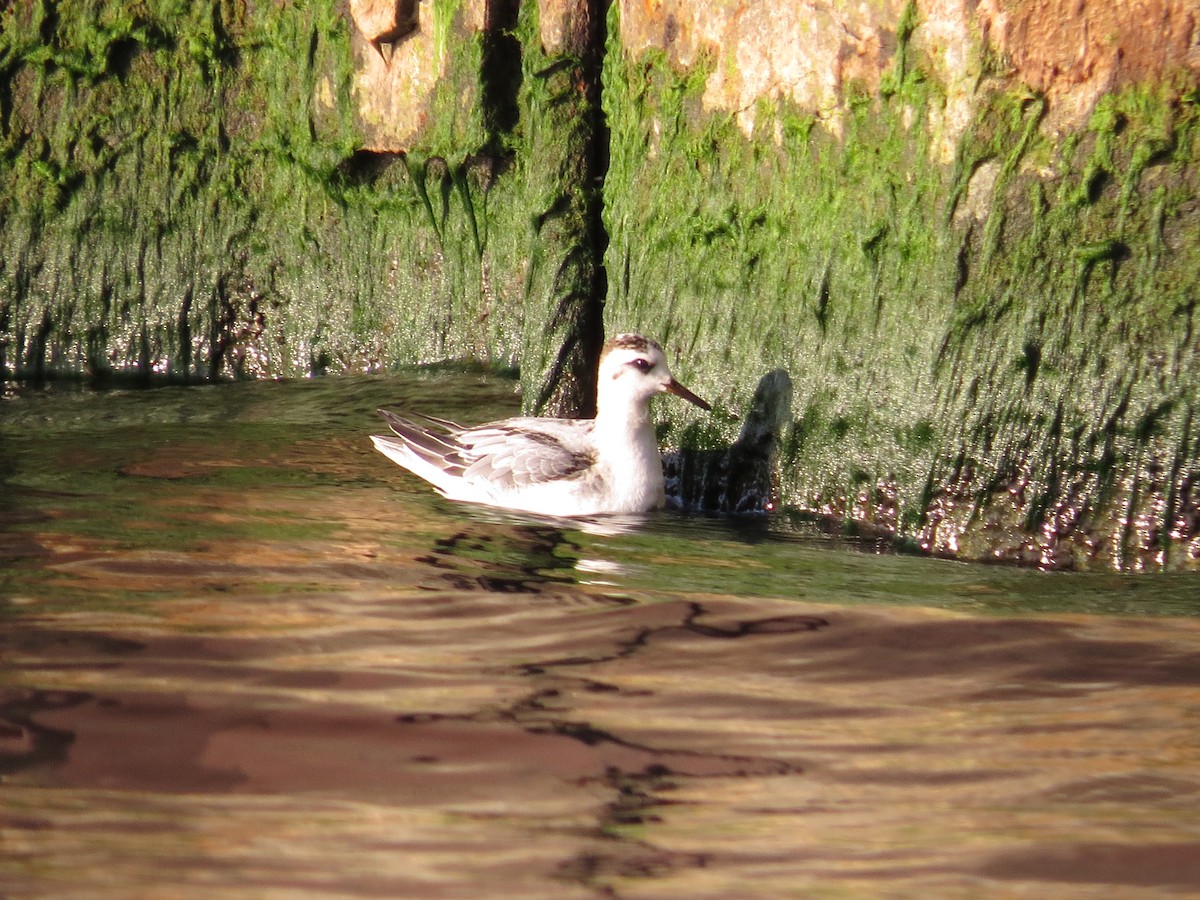 Улаан сэлээхэй - ML610081745