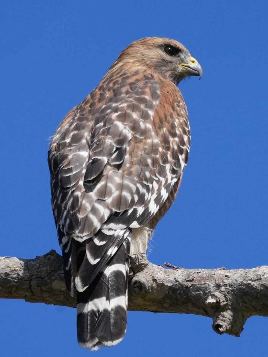 Red-shouldered Hawk - Don Hoechlin