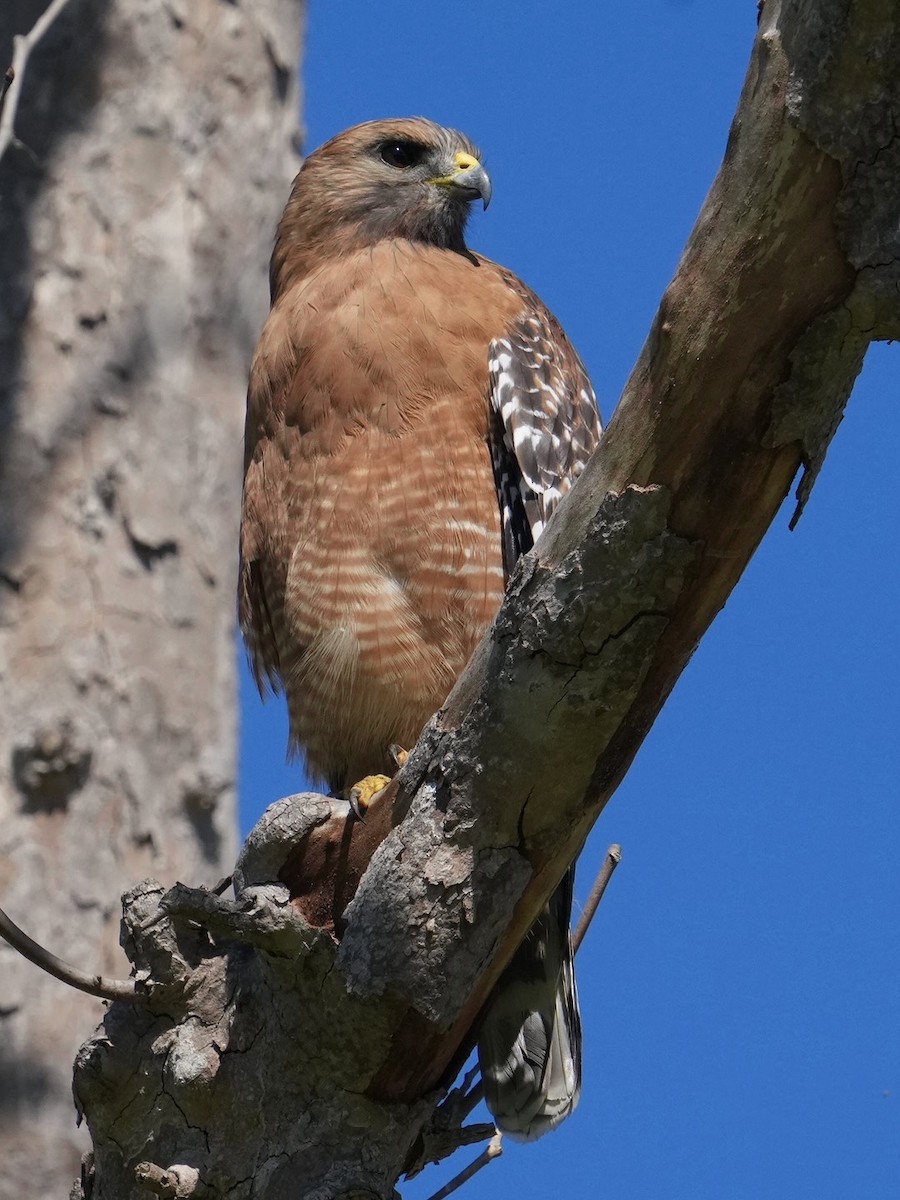 Red-shouldered Hawk - Don Hoechlin