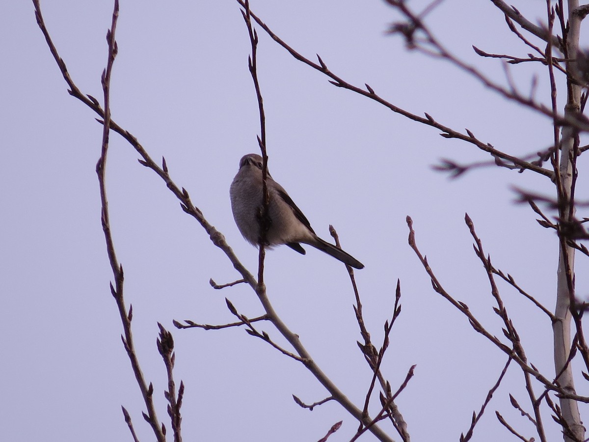 Northern Shrike - ML610081899