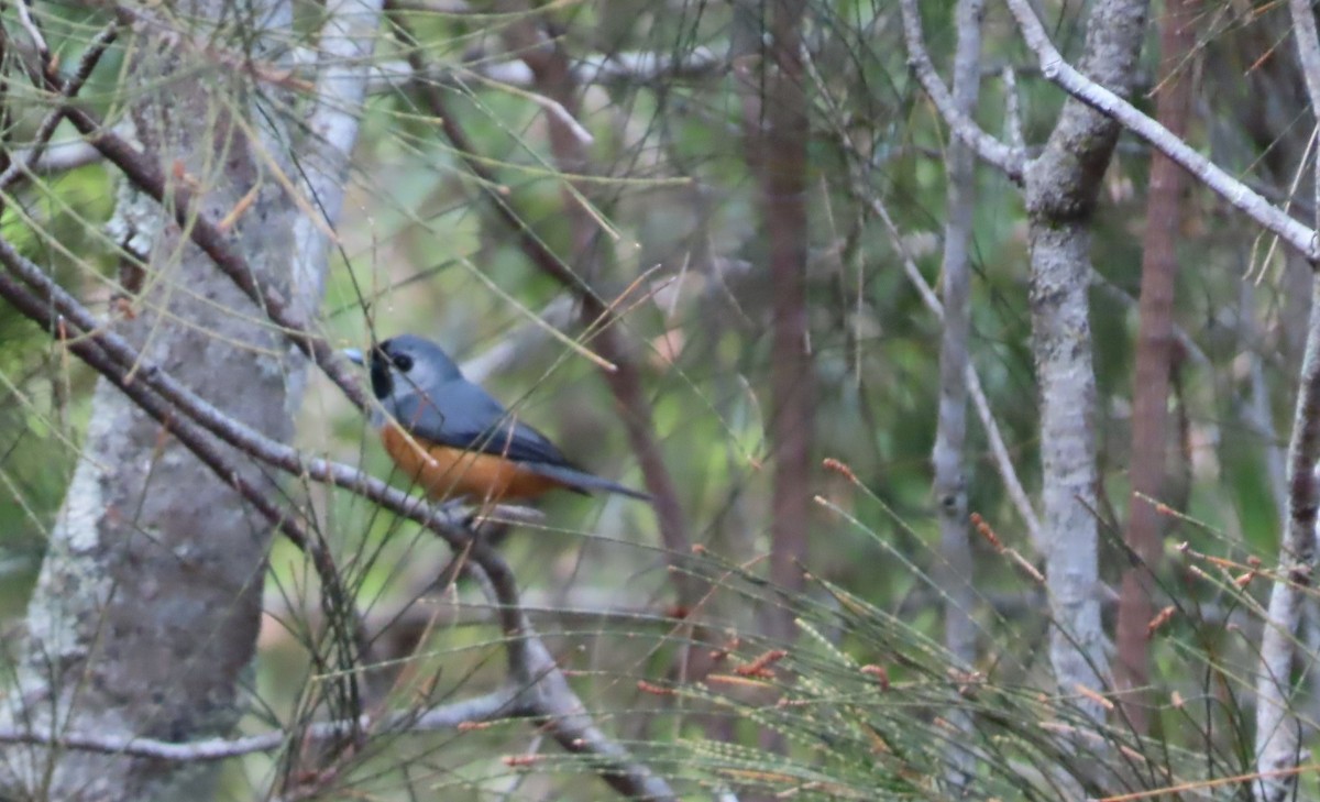 Black-faced Monarch - Christine Rand