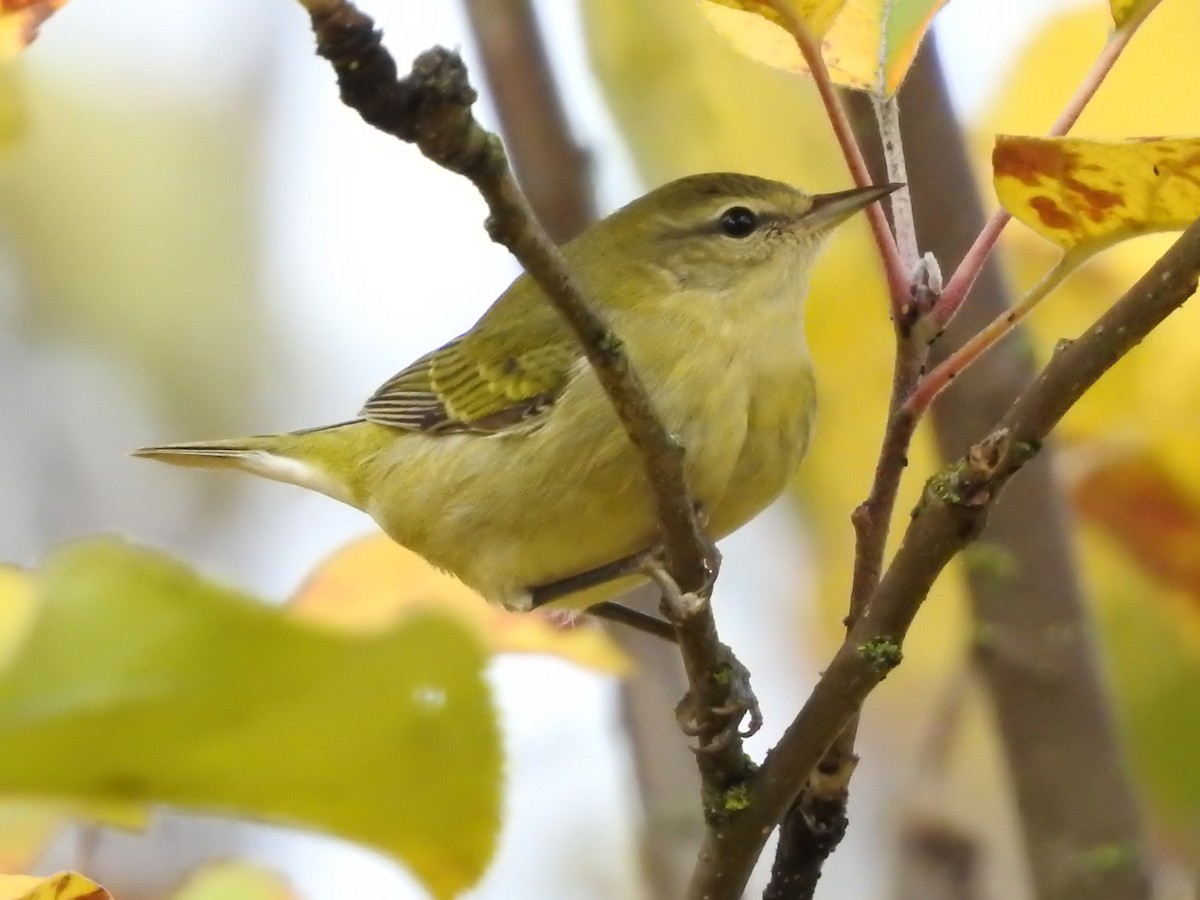 Tennessee Warbler - ML610081970