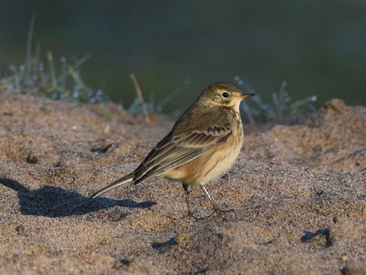 American Pipit - ML610081997