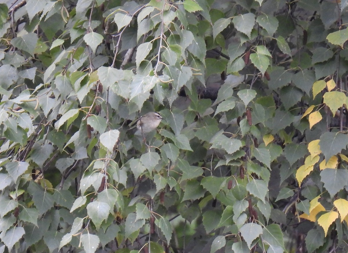 Golden-crowned Kinglet - ML610082025