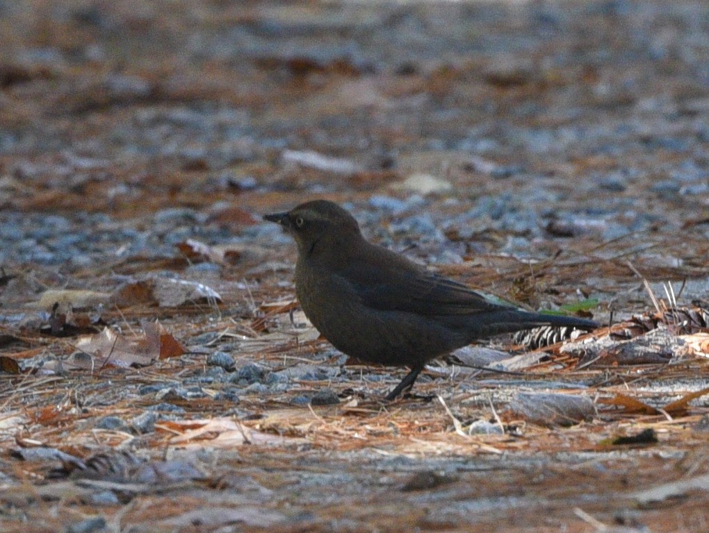 Rusty Blackbird - Wendy Hill