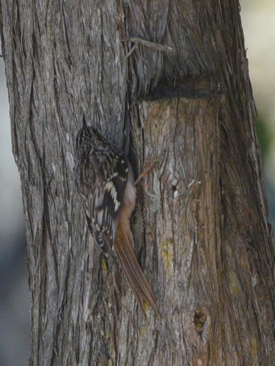 Brown Creeper - ML610082033