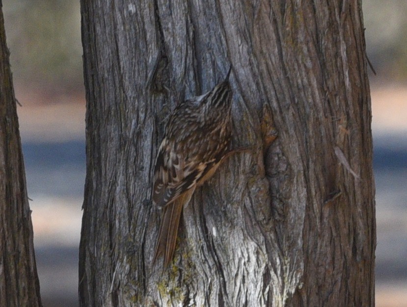 Brown Creeper - Wendy Hill