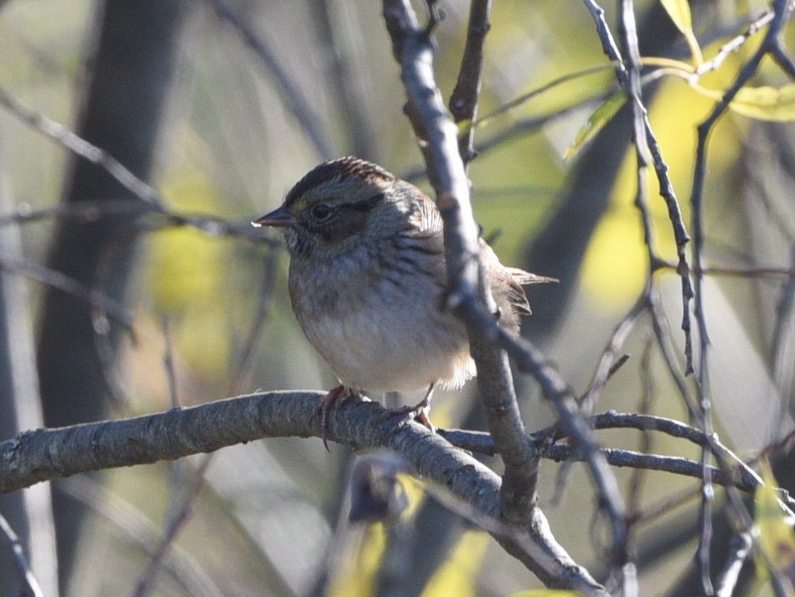 White-throated Sparrow - Wendy Hill